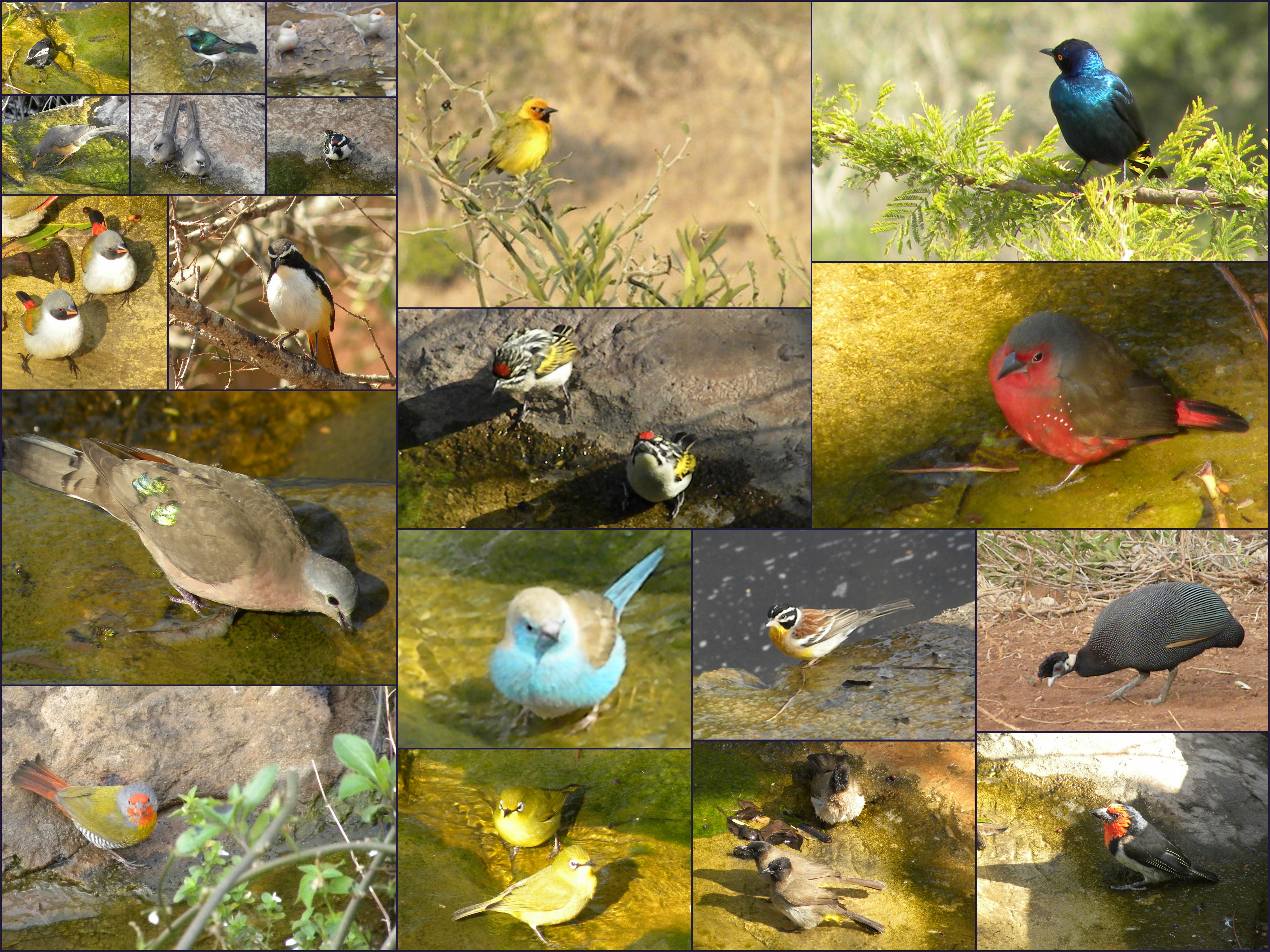 bird-collages